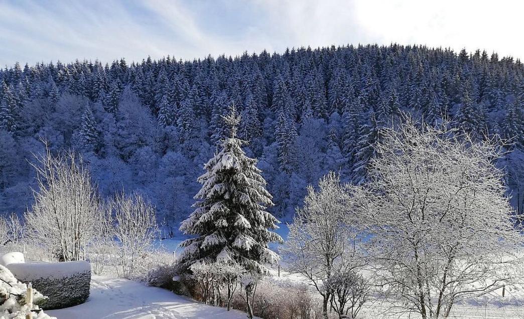 Ferienwohnung Buere Blick Mit Wellnessbereich Direkt Im Skigebiet Winterberg, Ski, Bike, Golf 外观 照片